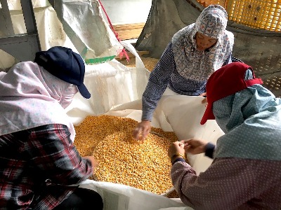 族人婦女人工篩選玉米粒及去雜質